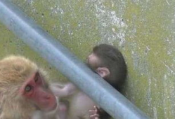 小猴子视频,欢乐时光，趣味无限